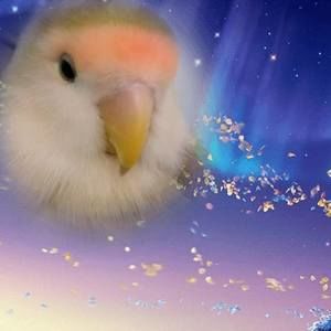 Meet your Posher, Bonny